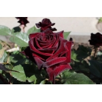 Black Baccara / Блек Баккара